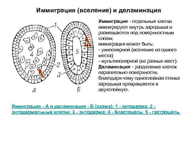 Гаструляция иммиграция рисунок