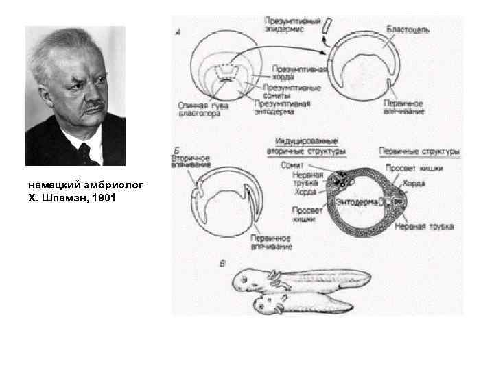 немецкий эмбриолог Х. Шпеман, 1901 
