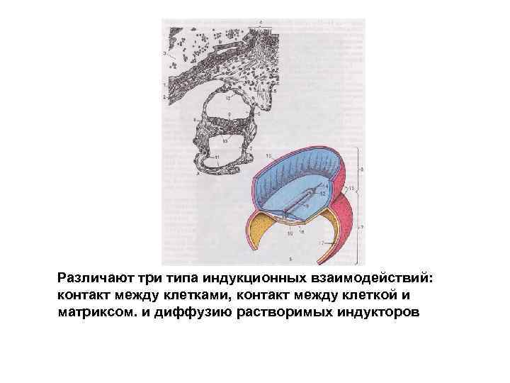 Различают три типа индукционных взаимодействий: контакт между клетками, контакт между клеткой и матриксом. и