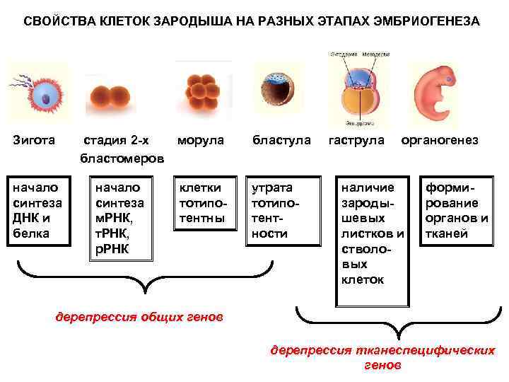 СВОЙСТВА КЛЕТОК ЗАРОДЫША НА РАЗНЫХ ЭТАПАХ ЭМБРИОГЕНЕЗА Зигота стадия 2 х морула бластула гаструла