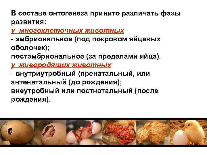 В составе онтогенеза принято различать фазы развития: у многоклеточных животных - эмбриональное (под покровом