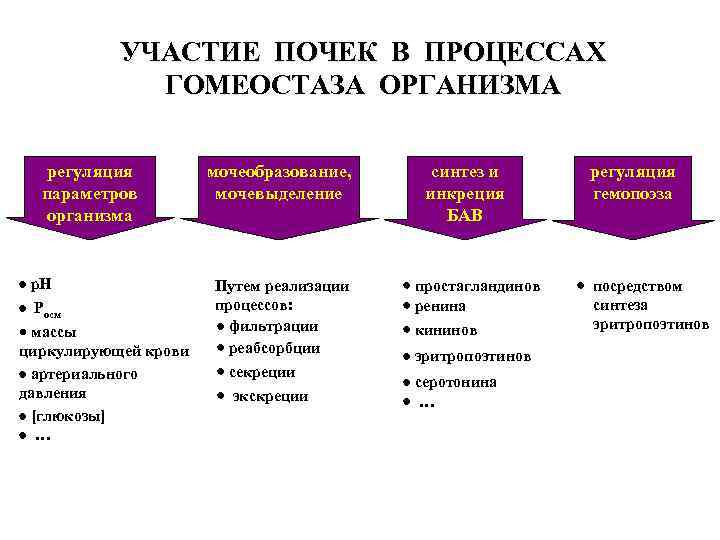 УЧАСТИЕ ПОЧЕК В ПРОЦЕССАХ ГОМЕОСТАЗА ОРГАНИЗМА регуляция параметров организма · р. H · Росм