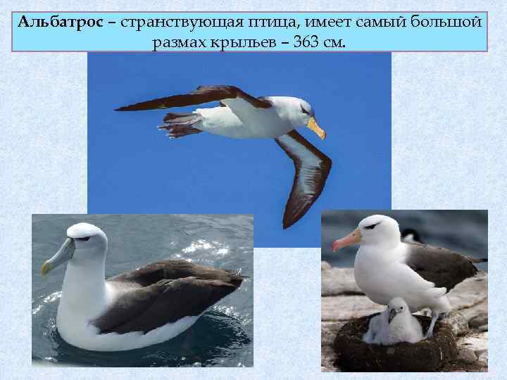 Альбатрос – странствующая птица, имеет самый большой размах крыльев – 363 см. 