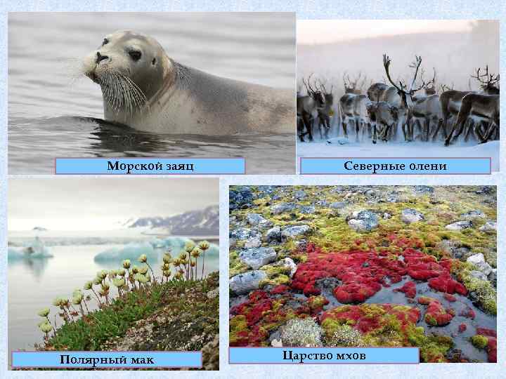 Морской заяц Полярный мак Северные олени Царство мхов 
