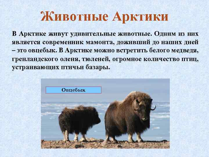 Животные Арктики В Арктике живут удивительные животные. Одним из них является современник мамонта, доживший