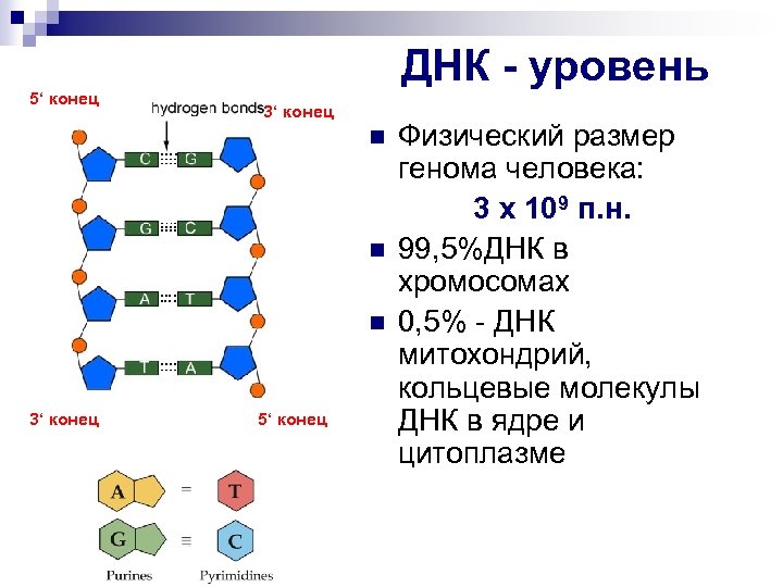 Днк 5. 5 Конец и 3 конец ДНК. Строение ДНК 5 И 3 концы. ДНК строение 5 конец. Липкие концы ДНК.