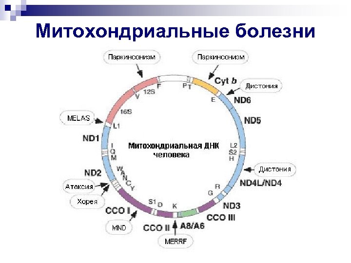 Днк митохондрий. Наследование митохондриальной ДНК. Митохондриальные генетические заболевания. Митохондриальная ДНК заболевания. Митохондриальный Тип наследования заболевания.