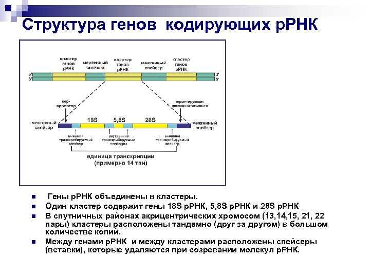 Строение гена