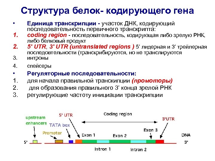 Гены кодирующие рнк. Ген структура Гена. Строение Гена ДНК. Кодирующие участки ДНК. Кодирующие последовательности ДНК.