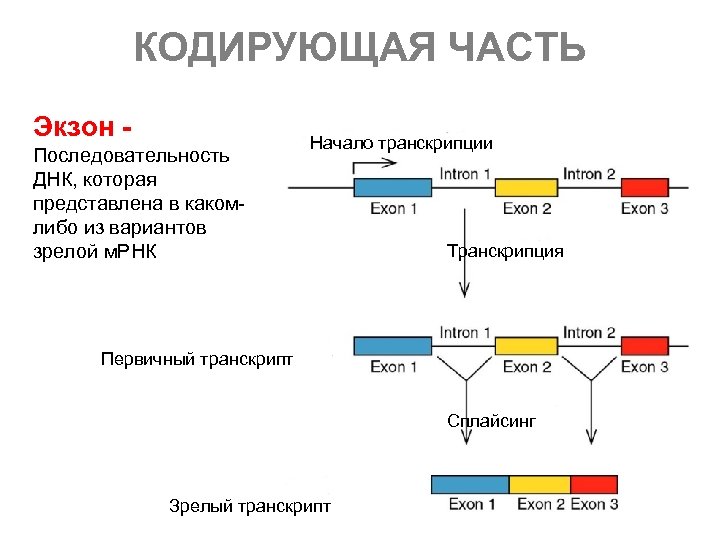 Кодирующая последовательность днк