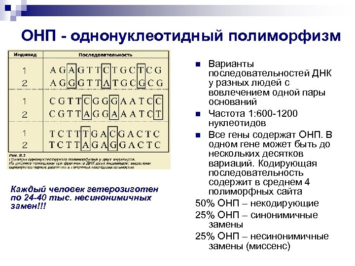 Генетический вариант. Однонуклеотидный полиморфизм. Однонуклеотидные полиморфизмы классификация. ОНП однонуклеотидные полиморфизмы. Полиморфные последовательности ДНК.