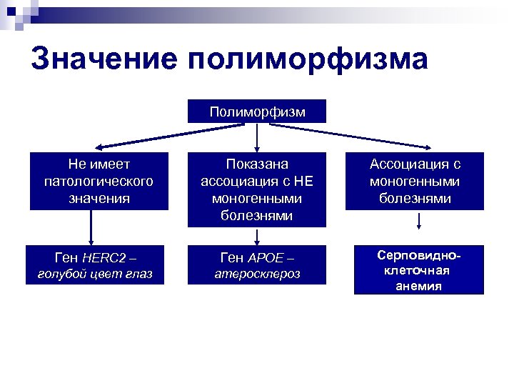 Генетический полиморфизм презентация