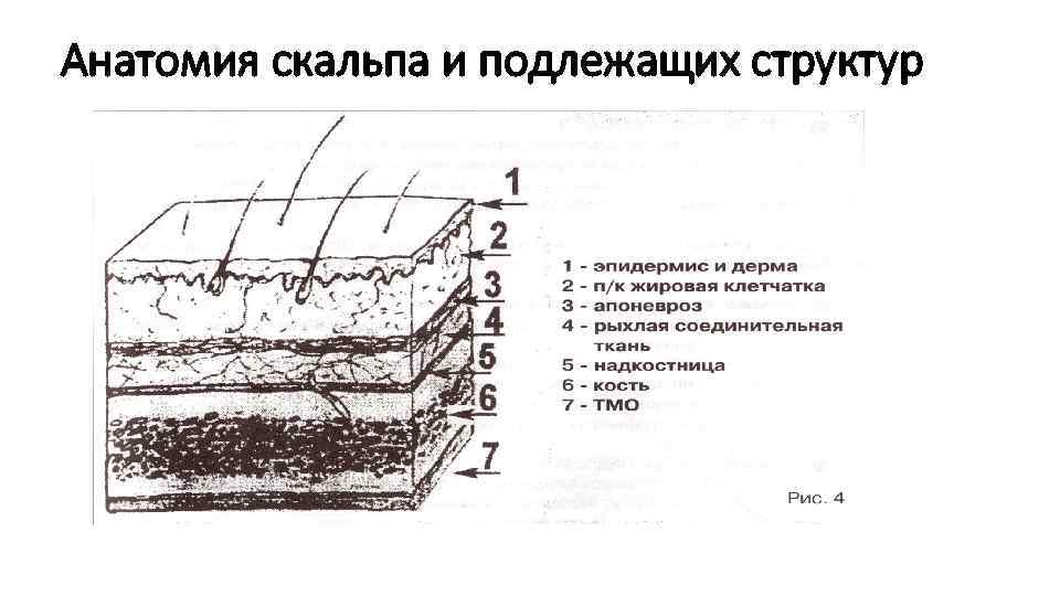 Анатомия скальпа и подлежащих структур 