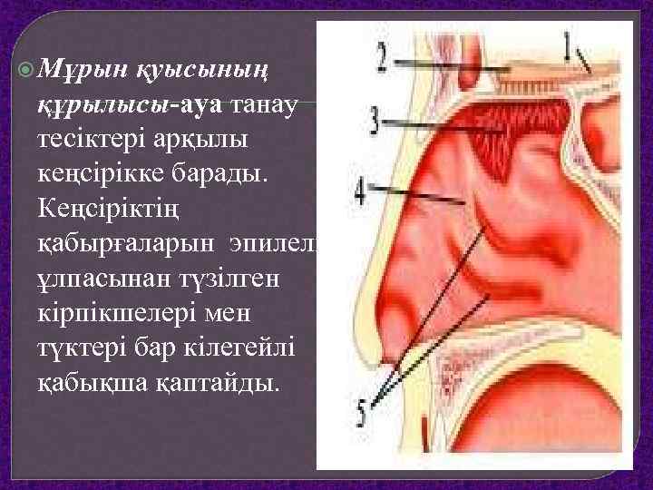  Мұрын қуысының құрылысы-ауа танау тесіктері арқылы кеңсірікке барады. Кеңсіріктің қабырғаларын эпилелий ұлпасынан түзілген