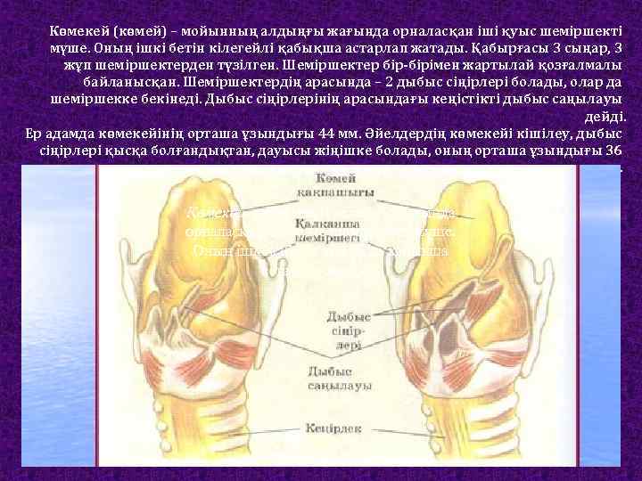 Көмекей (көмей) – мойынның алдыңғы жағында орналасқан іші қуыс шеміршекті мүше. Оның ішкі бетін