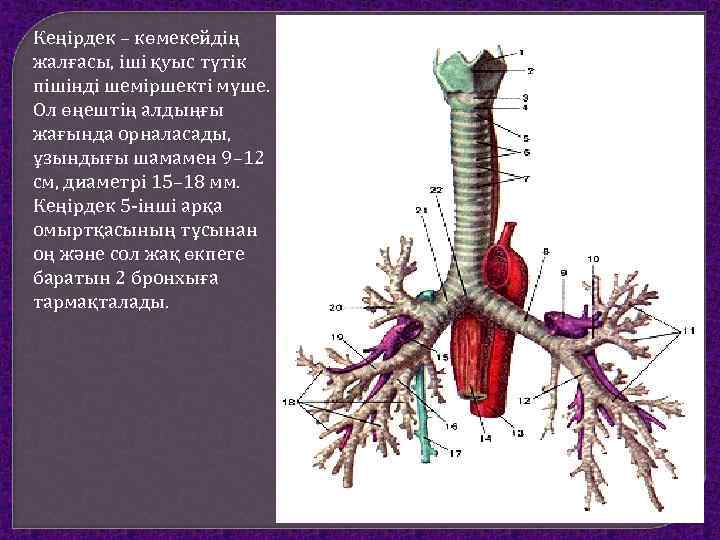Кеңірдек – көмекейдің жалғасы, іші қуыс түтік пішінді шеміршекті мүше. Ол өңештің алдыңғы жағында