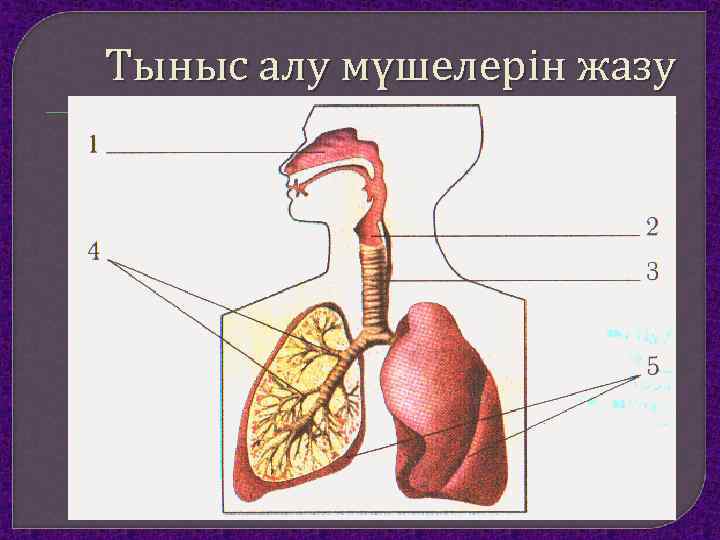Тыныс алу мүшелерін жазу 