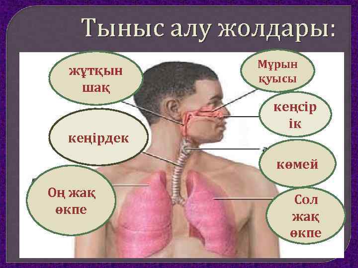 Тыныс алу жолдары: жұтқын шақ кеңірдек Мұрын қуысы кеңсір ік көмей Оң жақ өкпе