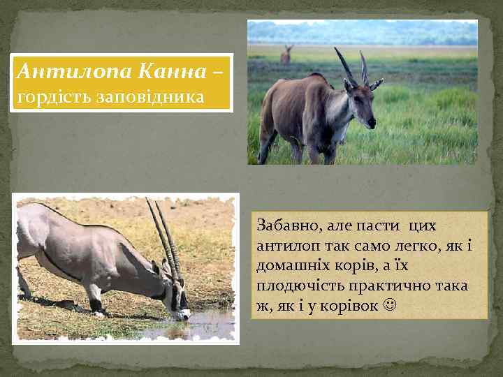 Антилопа Канна – гордість заповідника Забавно, але пасти цих антилоп так само легко, як