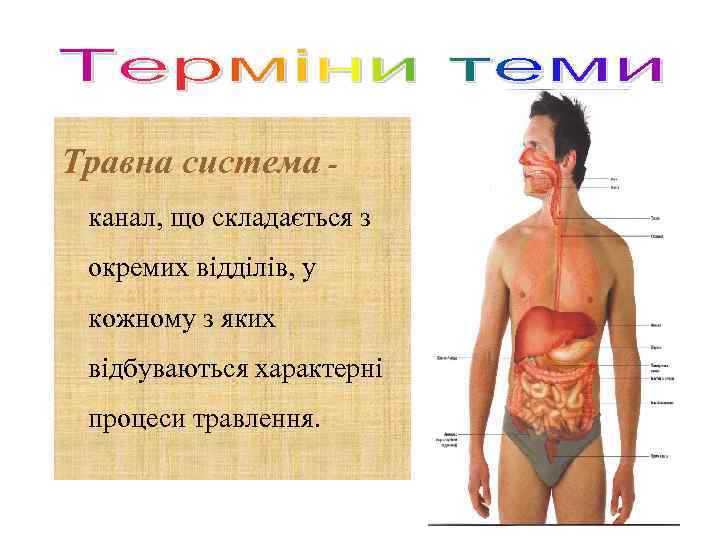 Травна система канал, що складається з окремих відділів, у кожному з яких відбуваються характерні