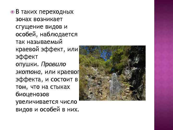  В таких переходных зонах возникает сгущение видов и особей, наблюдается так называемый краевой