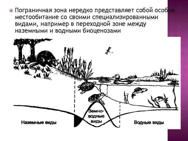  Пограничная зона нередко представляет собой особое местообитание со своими специализированными видами, например в