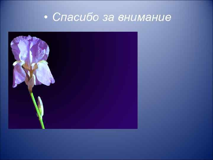  • Спасибо за внимание 