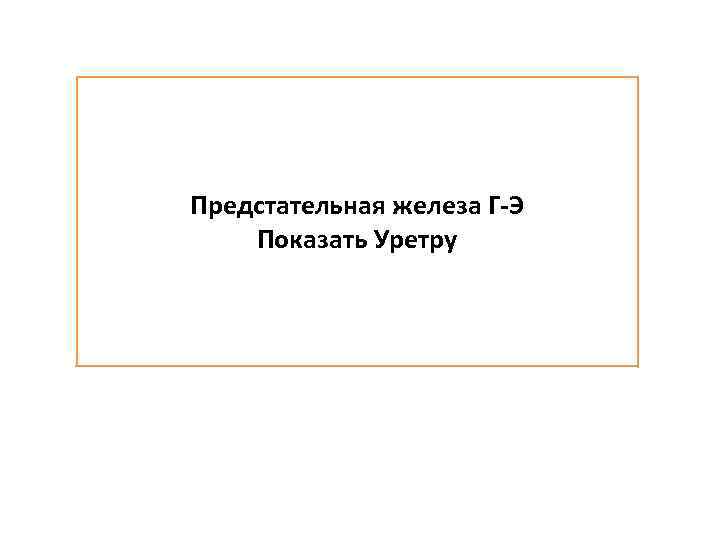 Предстательная железа Г-Э Показать Уретру 