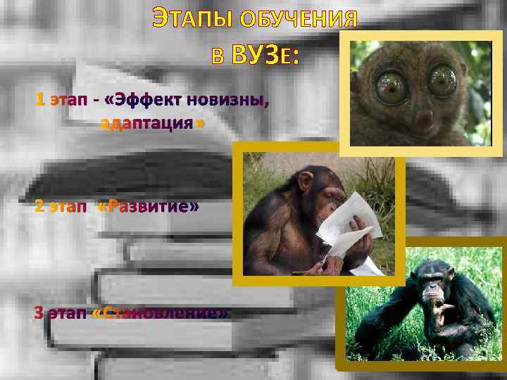 ЭТАПЫ ОБУЧЕНИЯ В ВУЗЕ: 1 этап - «Эффект новизны, адаптация» 2 этап «Развитие» 3