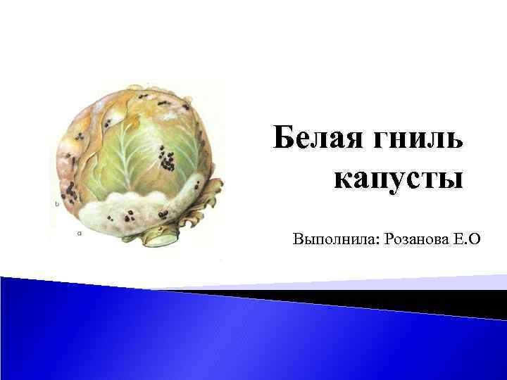 Белая гниль капусты Выполнила: Розанова Е. О 
