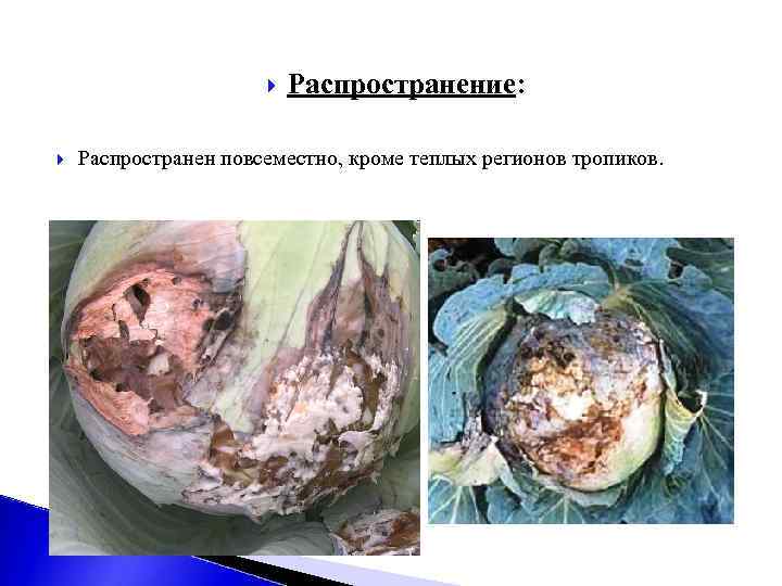  Распространение: Распространен повсеместно, кроме теплых регионов тропиков. 