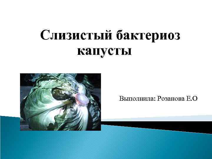  Слизистый бактериоз капусты Выполнила: Розанова Е. О 