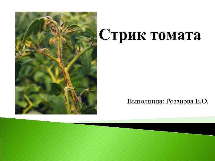 Стрик томатов. Стрик болезнь томатов. Стрик рассады томатов. Стрик на помидорах. Вирус томатов стрик.