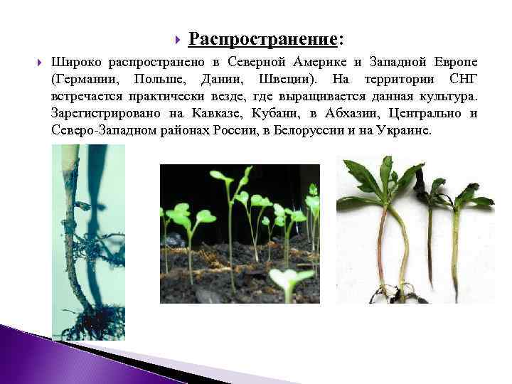  Распространение: Широко распространено в Северной Америке и Западной Европе (Германии, Польше, Дании, Швеции).