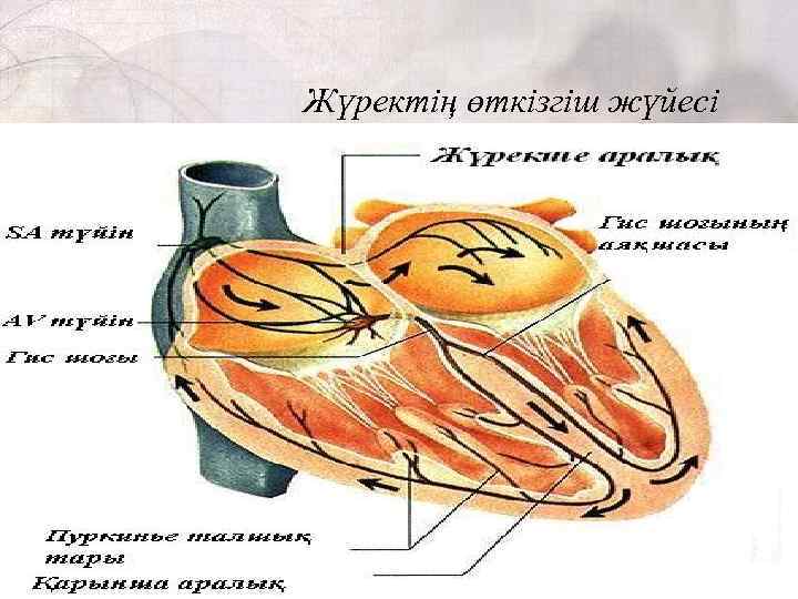 Жүректің өткізгіш жүйесі 