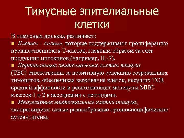 Тимусные эпителиальные клетки В тимусных дольках различают: n Клетки – «няни» , которые поддерживают