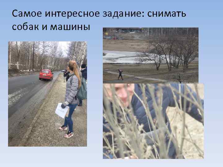 Самое интересное задание: снимать собак и машины 