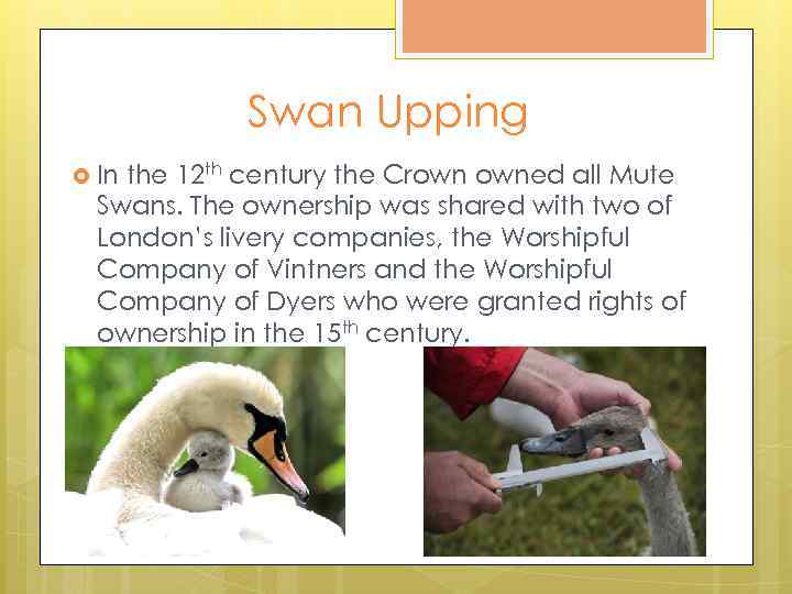 Swan Upping In the 12 th century the Crown owned all Mute Swans. The