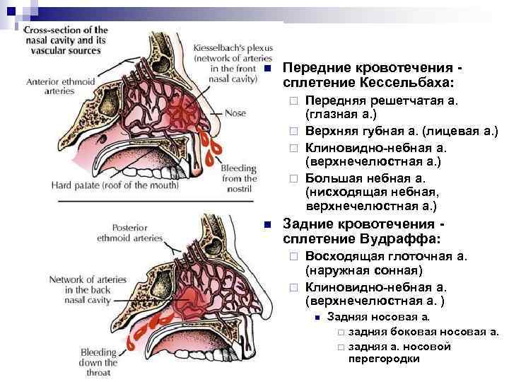n Передние кровотечения сплетение Кессельбаха: Передняя решетчатая а. (глазная а. ) ¨ Верхняя губная