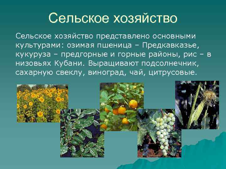 Сельское хозяйство представлено основными культурами: озимая пшеница – Предкавказье, кукуруза – предгорные и горные