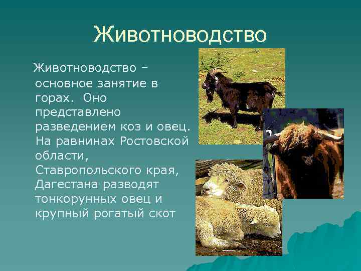 Животноводство – основное занятие в горах. Оно представлено разведением коз и овец. На равнинах