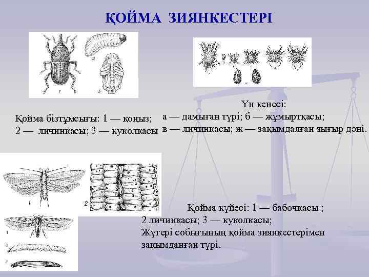 ҚОЙМА ЗИЯНКЕСТЕРІ Үн кенесі: Қойма бізтұмсығы: 1 — қоңыз; а — дамыған түрі; б