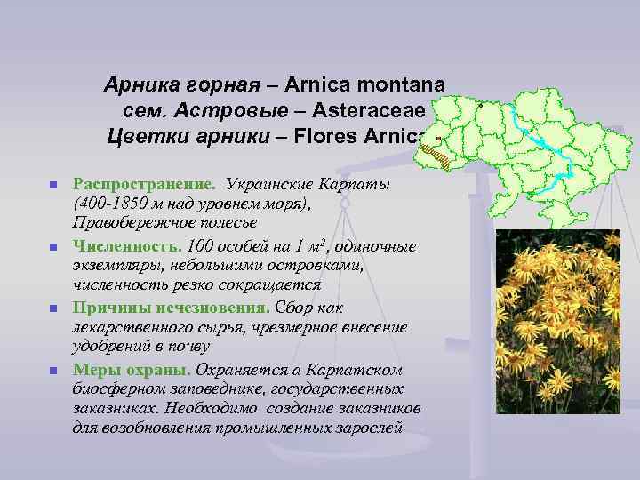 Арника горная – Arnica montana сем. Астровые – Asteraceae Цветки арники – Flores Arnicae