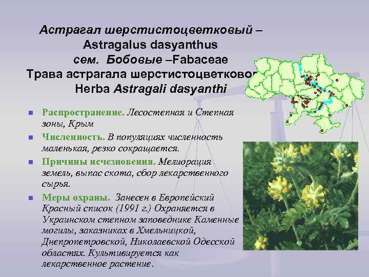 Астрагал шерстистоцветковый – Astragalus dasyanthus сем. Бобовые –Fabaceae Трава астрагала шерстистоцветкового – Herba Astragali