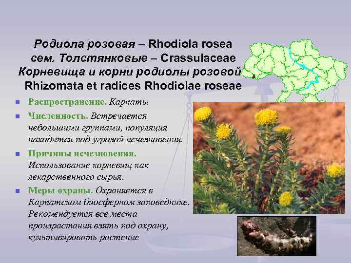 Радиола розовая фото и описание лечебные свойства