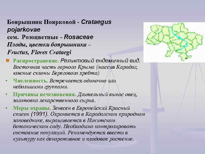 Боярышник Поярковой - Crataegus pojarkovae сем. Розоцветные - Rosaceae Плоды, цветки боярышника – Fructus,