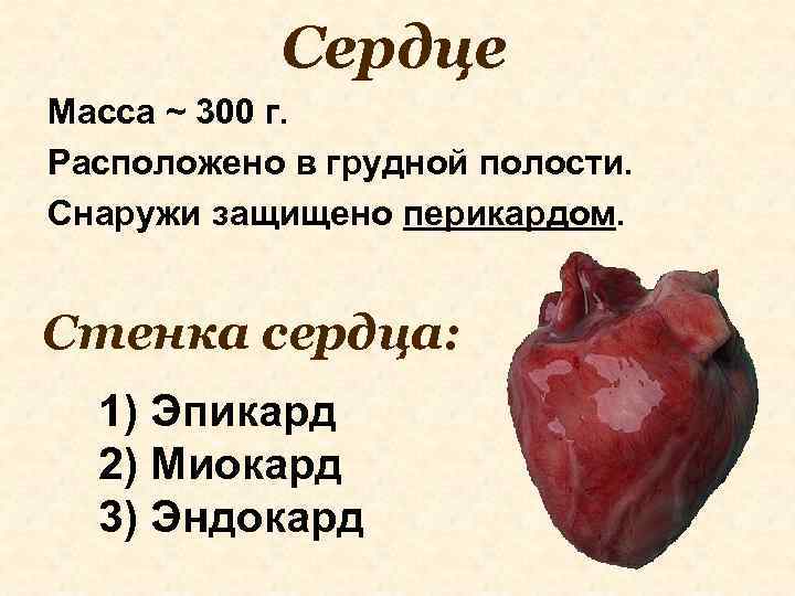 Сердце Масса ~ 300 г. Расположено в грудной полости. Снаружи защищено перикардом. Стенка сердца: