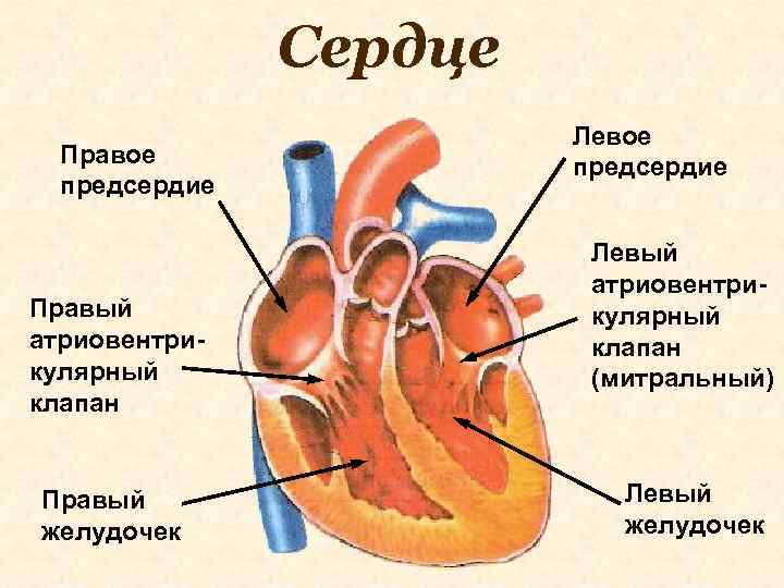 Сердце Правое предсердие Правый атриовентрикулярный клапан Правый желудочек Левое предсердие Левый атриовентрикулярный клапан (митральный)