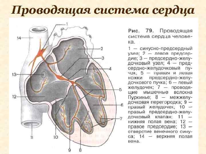 Основные части проводящей системы сердца на рисунке