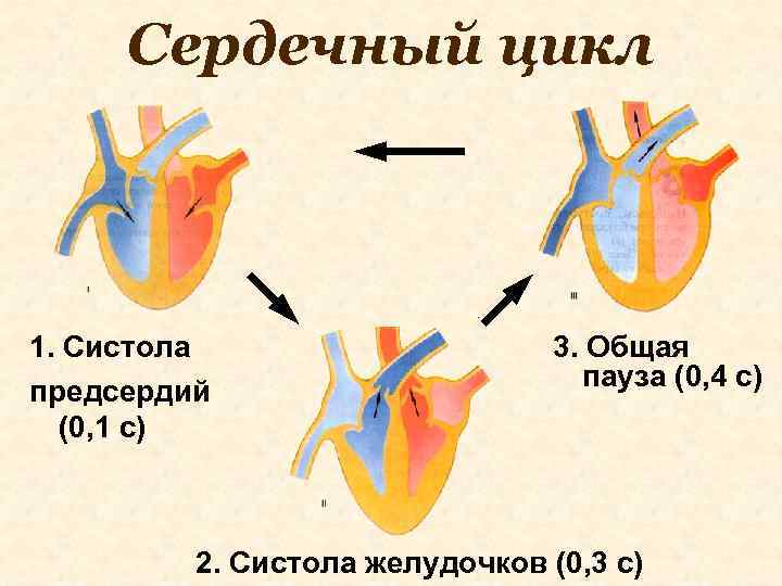 Сердечный цикл 1. Систола предсердий (0, 1 с) 3. Общая пауза (0, 4 с)